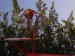 IMG_3960 (2)